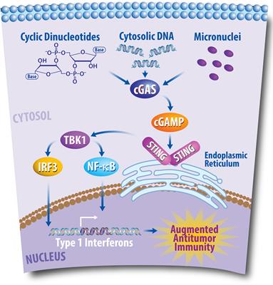 Updates in combined approaches of radiotherapy and immune checkpoint inhibitors for the treatment of breast cancer